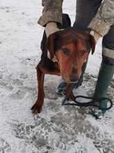 LUCIAN, Hund, Mischlingshund in Rumänien - Bild 3