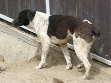 KYLIE, Hund, Mischlingshund in Rumänien - Bild 10