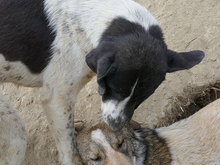 KYLIE, Hund, Mischlingshund in Rumänien - Bild 11