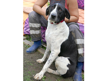 KYLIE, Hund, Mischlingshund in Rumänien - Bild 4
