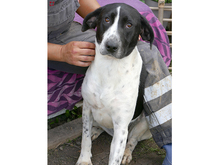 KYLIE, Hund, Mischlingshund in Rumänien - Bild 5