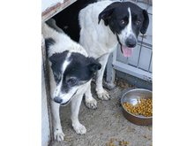 KYLIE, Hund, Mischlingshund in Rumänien - Bild 6