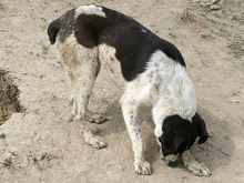 KYLIE, Hund, Mischlingshund in Rumänien - Bild 8
