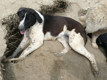 KYLIE, Hund, Mischlingshund in Rumänien - Bild 9