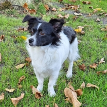 HERA, Hund, Mischlingshund in Recklinghausen - Bild 1