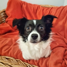 HERA, Hund, Mischlingshund in Recklinghausen - Bild 10