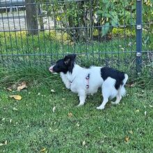 HERA, Hund, Mischlingshund in Recklinghausen - Bild 11