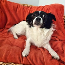 HERA, Hund, Mischlingshund in Recklinghausen - Bild 7