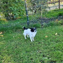 HERA, Hund, Mischlingshund in Recklinghausen - Bild 8