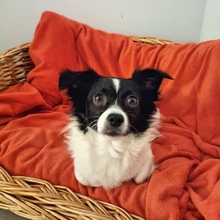 HERA, Hund, Mischlingshund in Recklinghausen - Bild 9