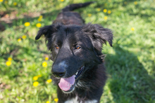 JIMMY, Hund, Mischlingshund in Kroatien - Bild 1
