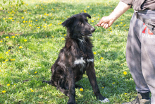 JIMMY, Hund, Mischlingshund in Kroatien - Bild 3