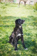 JIMMY, Hund, Mischlingshund in Kroatien - Bild 4