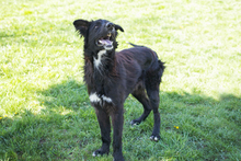 JIMMY, Hund, Mischlingshund in Kroatien - Bild 8