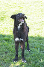 JIMMY, Hund, Mischlingshund in Kroatien - Bild 9