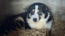 MOGLI, Hund, Mischlingshund in Neunkirchen-Seelscheid