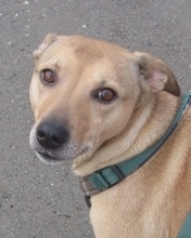 KIARA, Hund, Mischlingshund in Bad Zwischenahn - Bild 1