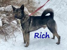 RICH, Hund, Mischlingshund in Russische Föderation - Bild 1