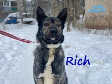RICH, Hund, Mischlingshund in Russische Föderation - Bild 3
