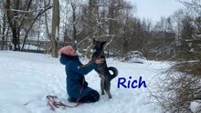 RICH, Hund, Mischlingshund in Russische Föderation - Bild 5