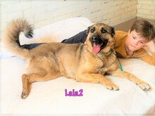 LALA2, Hund, Mischlingshund in Russische Föderation - Bild 1