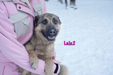 LALA2, Hund, Mischlingshund in Russische Föderation - Bild 10
