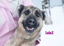 LALA2, Hund, Mischlingshund in Russische Föderation - Bild 2