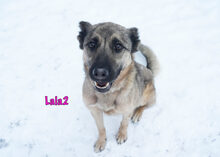 LALA2, Hund, Mischlingshund in Russische Föderation - Bild 5
