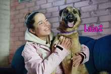 LALA2, Hund, Mischlingshund in Russische Föderation - Bild 6