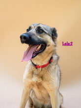 LALA2, Hund, Mischlingshund in Russische Föderation - Bild 7