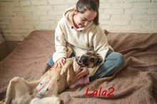 LALA2, Hund, Mischlingshund in Russische Föderation - Bild 8