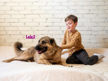 LALA2, Hund, Mischlingshund in Russische Föderation - Bild 9