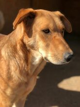 LIVI, Hund, Mischlingshund in Rumänien - Bild 13