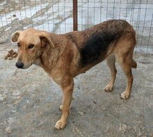 LIVI, Hund, Mischlingshund in Rumänien - Bild 5