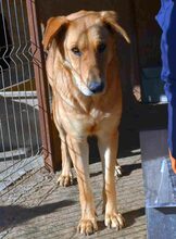 LIVI, Hund, Mischlingshund in Rumänien - Bild 8