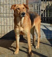 LIVI, Hund, Mischlingshund in Rumänien - Bild 9