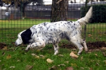 ALFONSO, Hund, English Setter in Sprockhövel - Bild 1