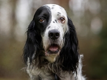 ALFONSO, Hund, English Setter in Sprockhövel - Bild 15