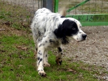 ALFONSO, Hund, English Setter in Sprockhövel - Bild 2