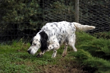 ALFONSO, Hund, English Setter in Sprockhövel - Bild 4