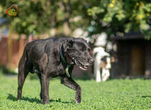 BLACKY, Hund, Mischlingshund in Slowakische Republik - Bild 10