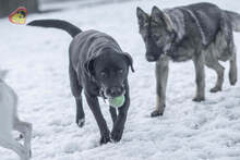 BLACKY, Hund, Mischlingshund in Slowakische Republik - Bild 12