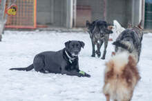 BLACKY, Hund, Mischlingshund in Slowakische Republik - Bild 13