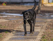 BLACKY, Hund, Mischlingshund in Slowakische Republik - Bild 14