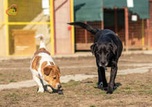 BLACKY, Hund, Mischlingshund in Slowakische Republik - Bild 15
