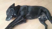 BLACKY, Hund, Mischlingshund in Slowakische Republik - Bild 5