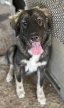 HENRY, Hund, Mischlingshund in Griechenland - Bild 11