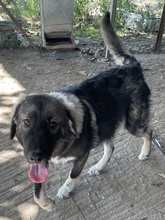 HENRY, Hund, Mischlingshund in Griechenland - Bild 18