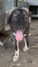 HENRY, Hund, Mischlingshund in Griechenland - Bild 20