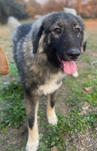 HENRY, Hund, Mischlingshund in Griechenland - Bild 7